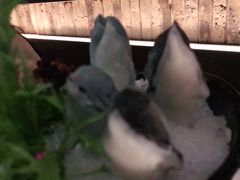-湊湊火锅·茶憩(石家庄万象城店)