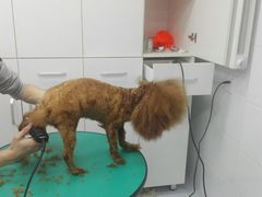 -欧奕国际动物医院