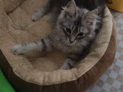 -小猫来了·猫舍(红山六九七九店)
