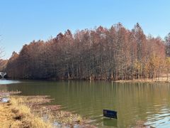 -上海海湾国家森林公园