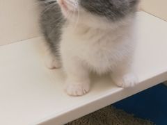 -十年猫舍·猫咪专门店(普陀店)