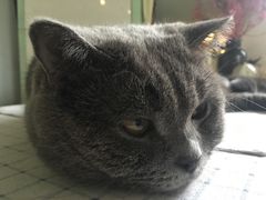 -海边的猫和咖啡馆