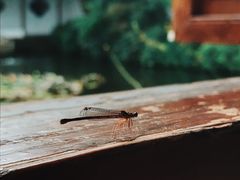 -郭庄茶室