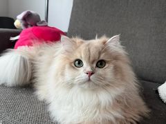 -lincat·猫舍(广州店)