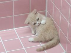 -欣宠猫屋·矮脚拿破仑·蓝金金渐层