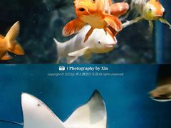 -上海海洋水族馆