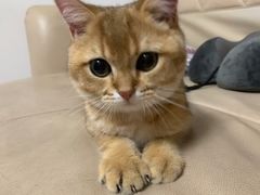 -喵百万·布偶·蓝金金渐层英短·猫舍(百子湾店)