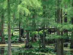 -池杉湖湿地公园