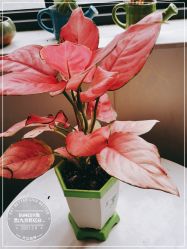 点击看大图 -尚艺造型.剪烫染.接发