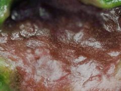 豆沙-老盛昌(聚丰园店)