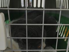 -美联众合动物医院·24h京西诊疗中心