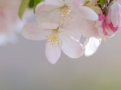 -海棠花溪(元大都城垣遗址公园)