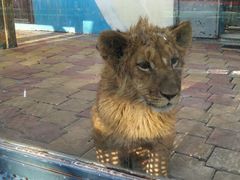 -大连森林动物园