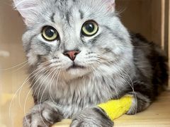 -爱侣宠医·鹦鹉专科·小型哺乳类·异宠专科(灵石路店)