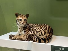 -国家自然博物馆