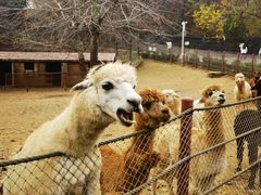 -大连森林动物园