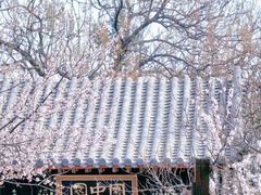 -桃花堤公园