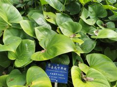 -中国科学院西双版纳热带植物园