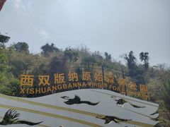 -西双版纳原始森林公园