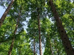 -黄海国家森林公园