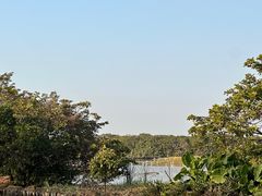 -大湾区中央湿地公园