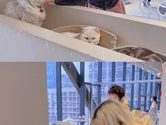 -怪兽屋·羊驼·猫咖·狗咖(俊华广场店)