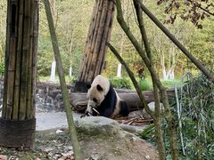 -都江堰中华大熊猫苑