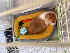 -贝康宠物医院·犬猫全科·小动物特色诊疗中心(东环路店)