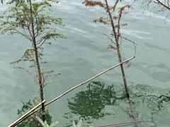 -广州市流溪河国家森林公园