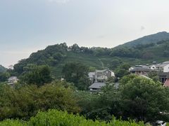 -龙井村