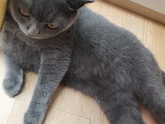 -猫咪派对(江南西店)