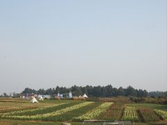 -空港花田景区