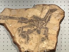 -辽宁古生物博物馆