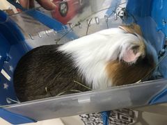 -佳雯宠物医院(四明中路分院)