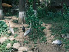 -武汉动物园