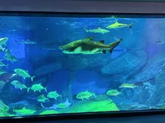 -海合安成都极地海洋公园