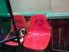 -猫咪博物馆(顶澳仔猫街店)