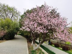 -海棠花溪(元大都城垣遗址公园)