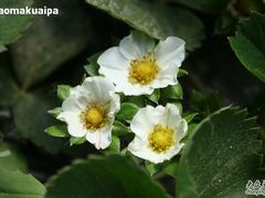 -意大利农场度假村