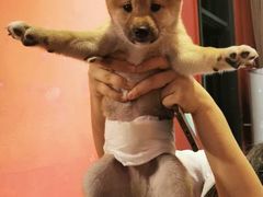 -猫色咖啡·猫咖