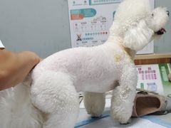 -瑞派雷欧宠物医院·24h夜诊·心脏骨科牙科·全科重症转诊中心(无影山店)