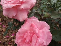 -人民公园(罗湖区)