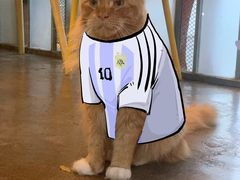 -喵屿·大理花园猫咖