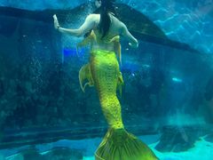 -苏州海洋馆