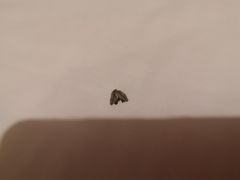 -如家酒店(上海陆家嘴东方明珠浦东大道地铁站店)