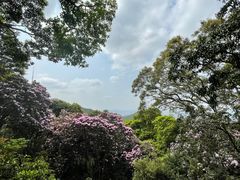 -梧桐山风景名胜区