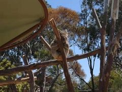 -威勒比开放式动物园