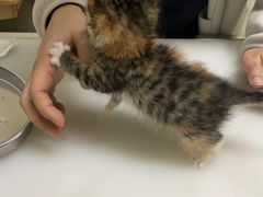 -爱妮康宠物医院·干细胞免疫细胞·肿瘤·心脏(张江店)