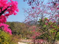 -天适樱花悠乐园