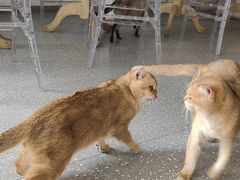 -共舞时光猫咖·狗咖(新街口店)